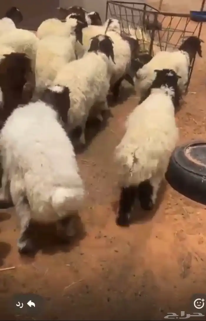 نعيم ضحايا شرط 2