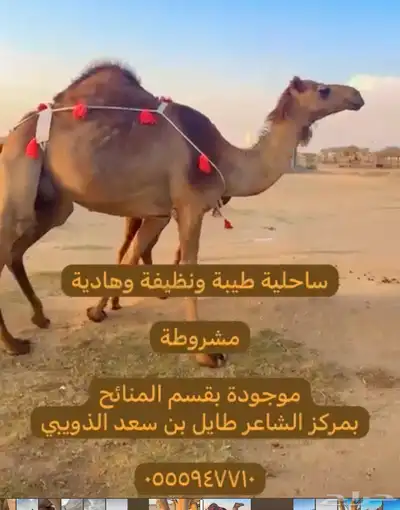 خلفه ساحيله 1