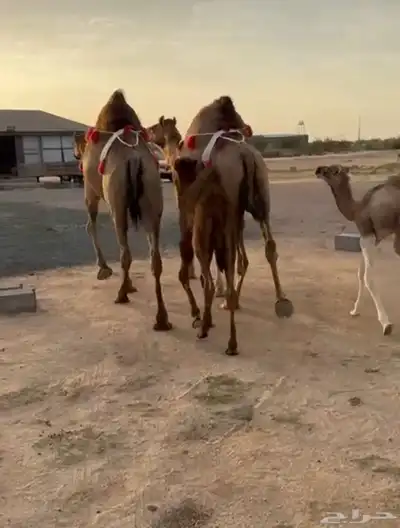 خلفه ساحيله 9