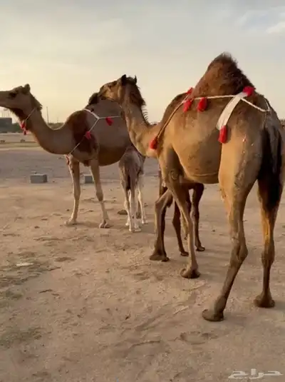 خلفه ساحيله 14