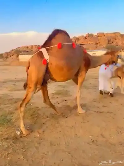 خلفه ساحيله 5