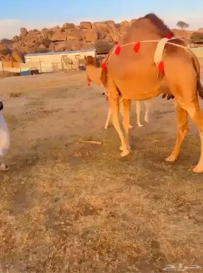 خلفه ساحيله 6