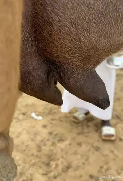 خلفه ساحيله 7