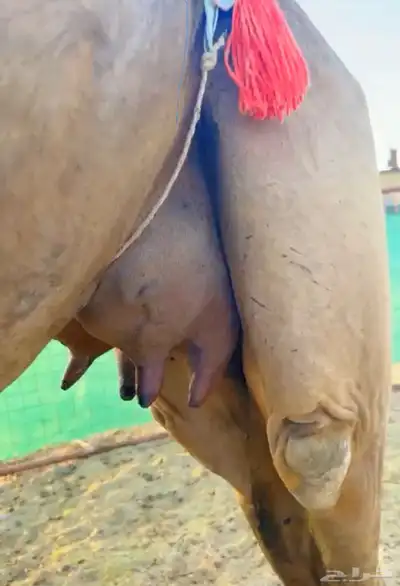 خلفه ساحيله 0