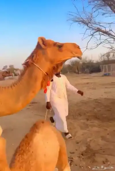خلفه ساحيله 4