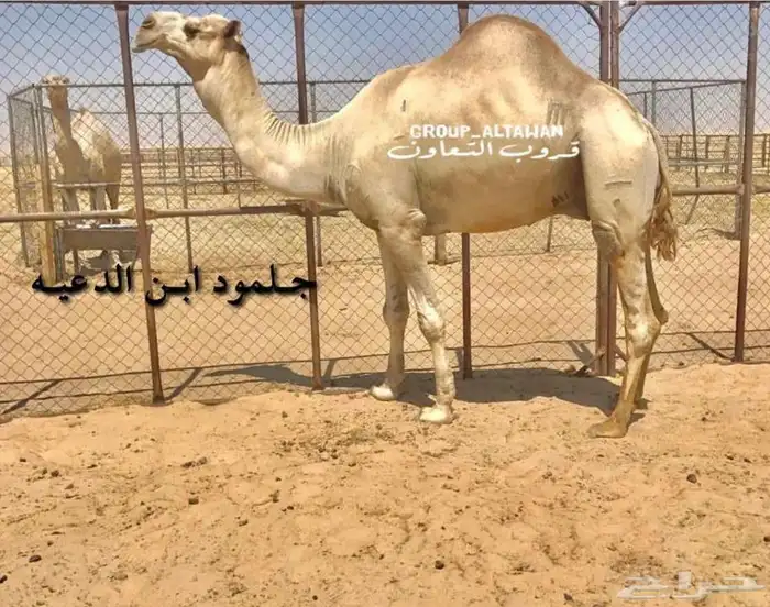 حقه راهيه بنت جلمود 1