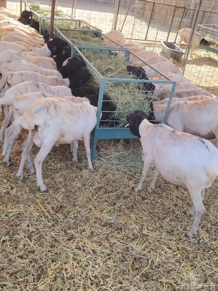 برابر أوزان عاليه مربي 2