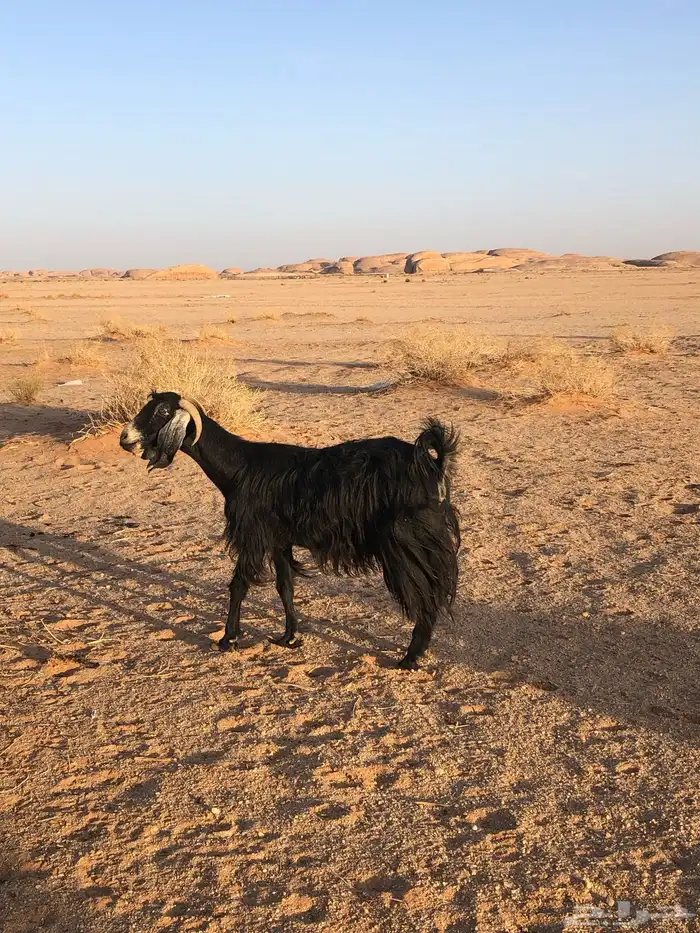 معزاء وفحلهن 2