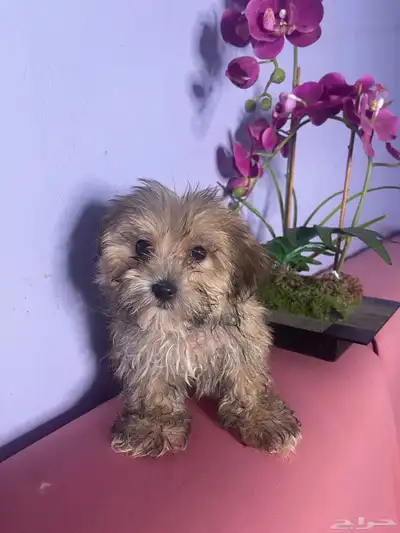 Maltese pure 2