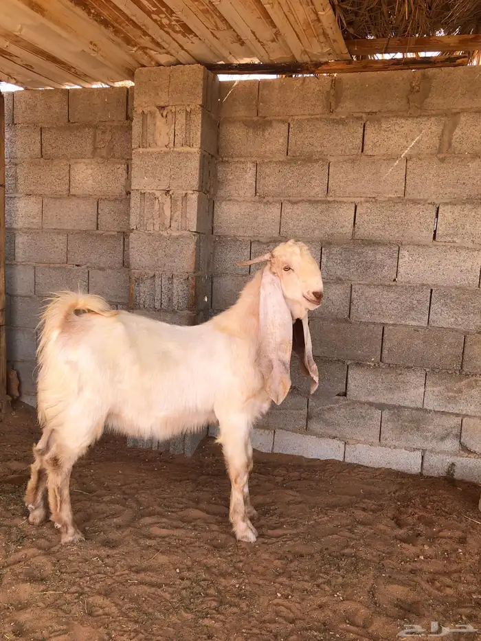 فحل للبيع 3