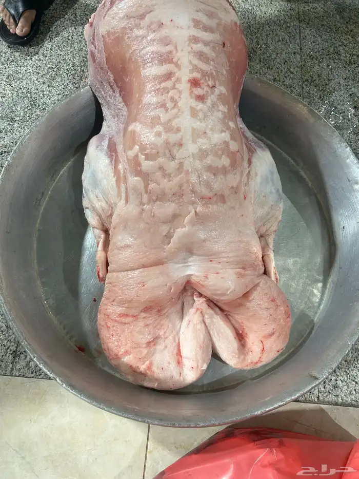 نعيم كناور ونعيم وسط وحريات جبر 0