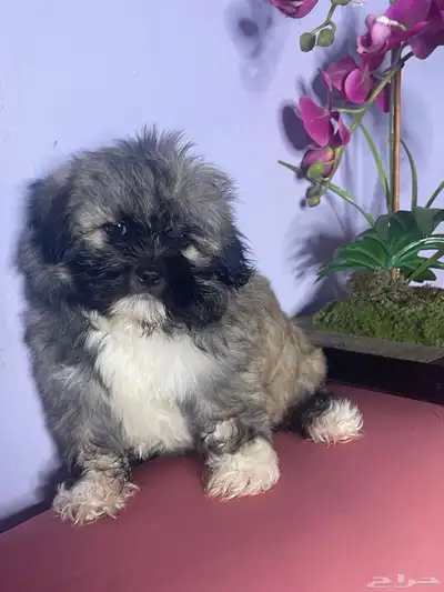 Maltese pure 0