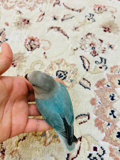 فروخ روز مفطومه هدد نشبه((تم البيع)) 3