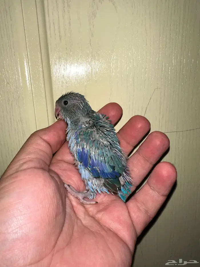 للبيع بارتويت فراخه اللون ازرق 1