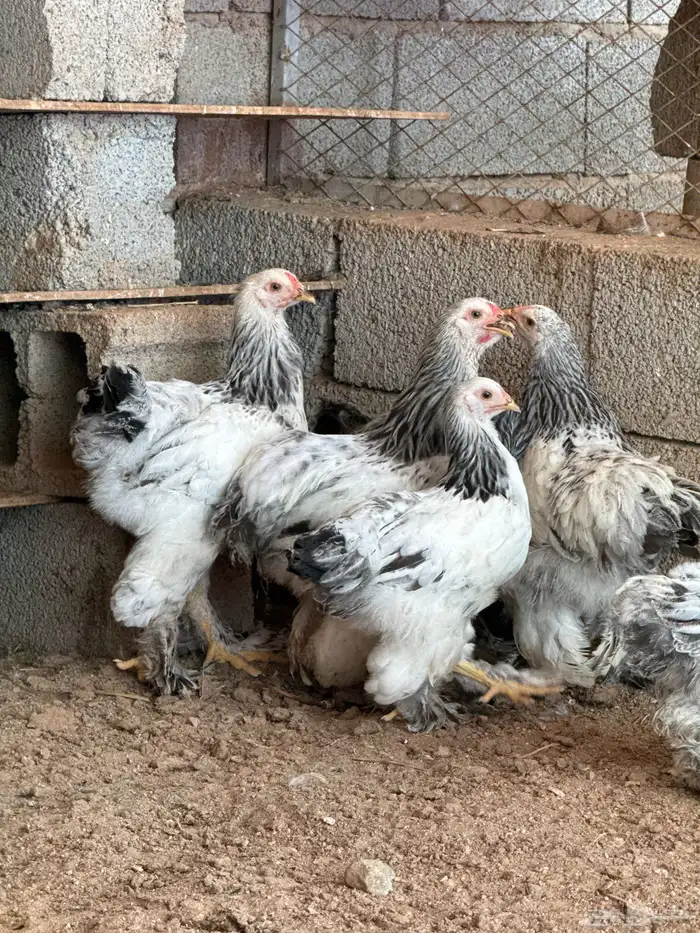 براهما كونك حجم طيب جدا الغولاء جده 0