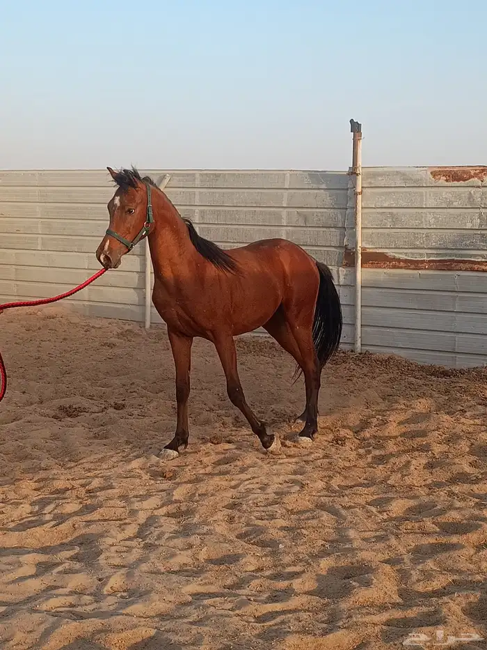 مزاد هجر لبيع وعرض الخيول 5