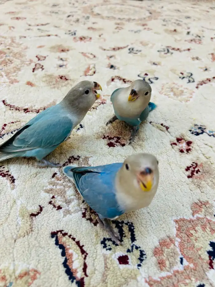 فروخ روز مفطومه هدد نشبه((تم البيع)) 5