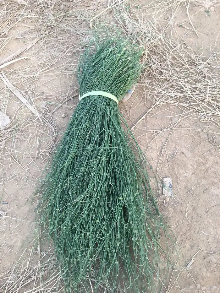 مرخ وسلع أخضر وطازج. نوصل لجميع مدن المملكه 4