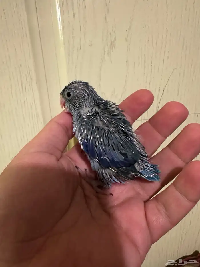 للبيع بارتويت فراخه اللون ازرق 2