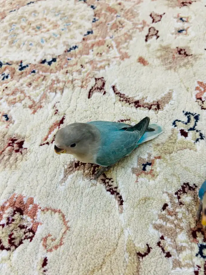 فروخ روز مفطومه هدد نشبه((تم البيع)) 7