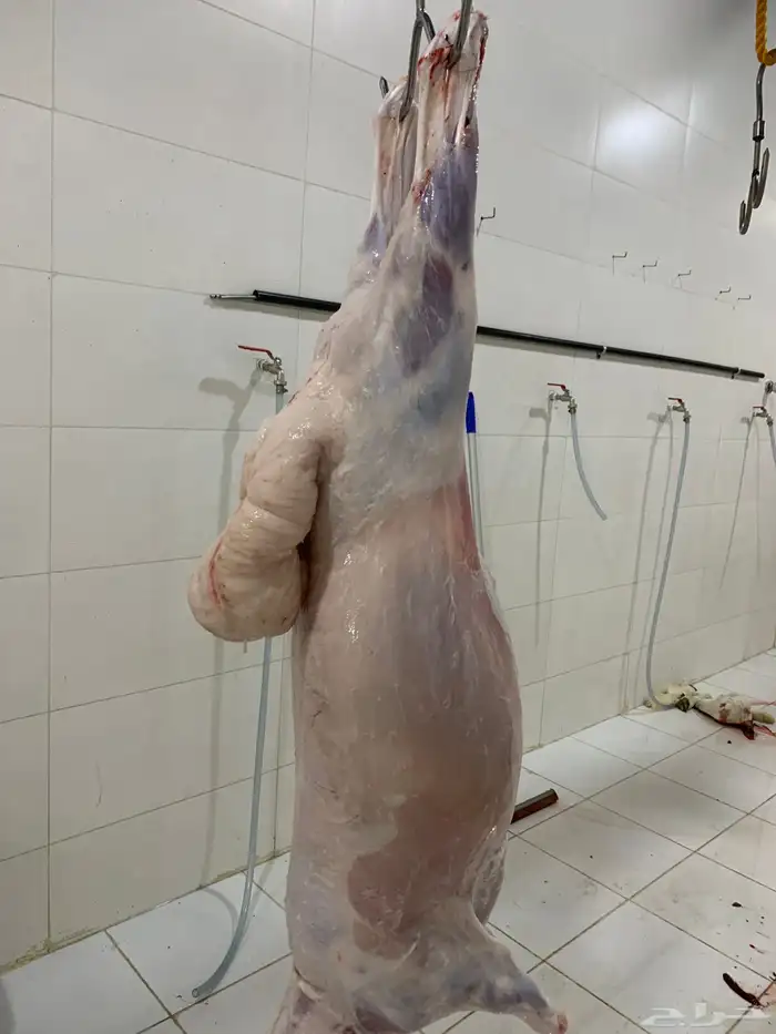 حري ذبايح ثلاجه يوجد صلخ وتوصيل 1