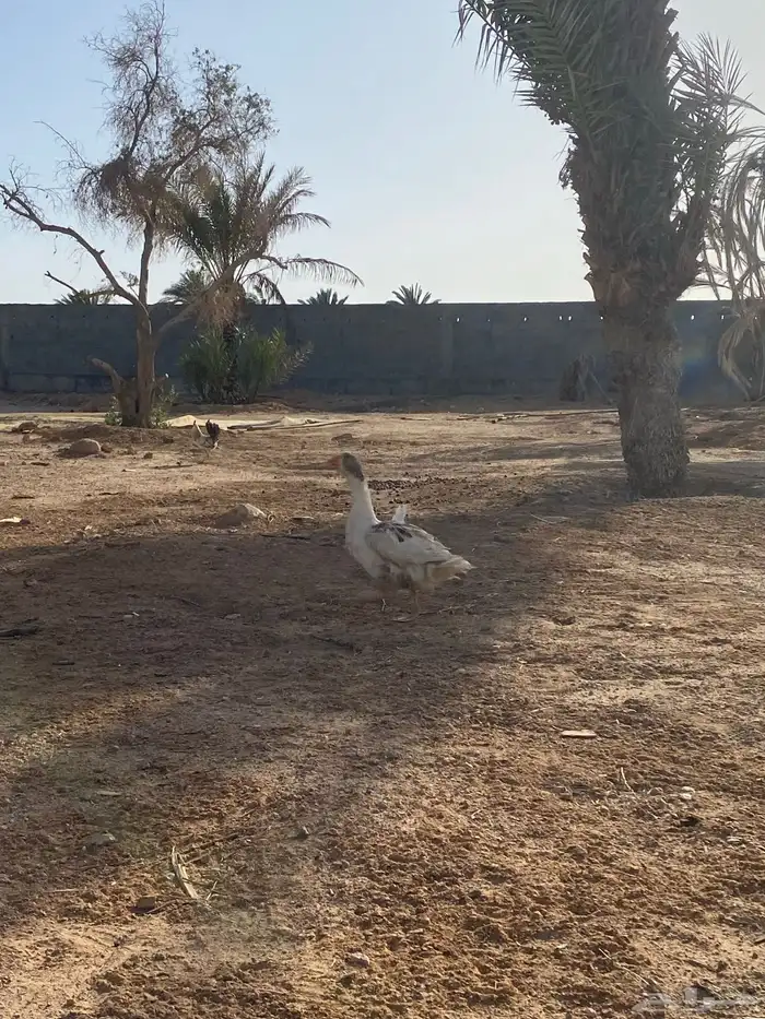 وز بلدي بياض 3