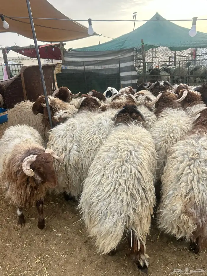 نعيم كناور ونعيم وسط وحريات جبر 3