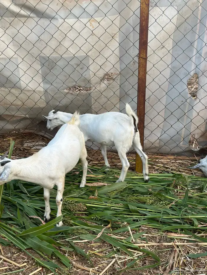 تبوس وبهم للبيع 1
