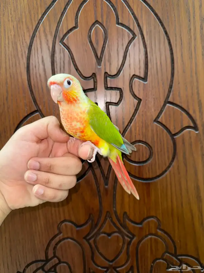 كنيور أناناس رد فاكتور أليف تم البيع 6