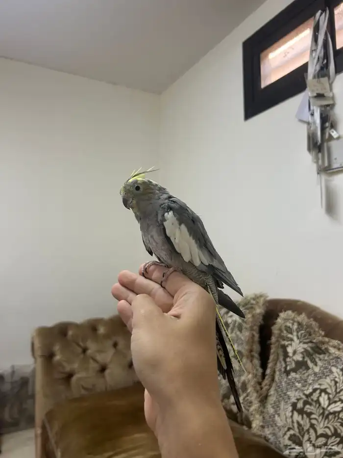 كروانات اليفه 5