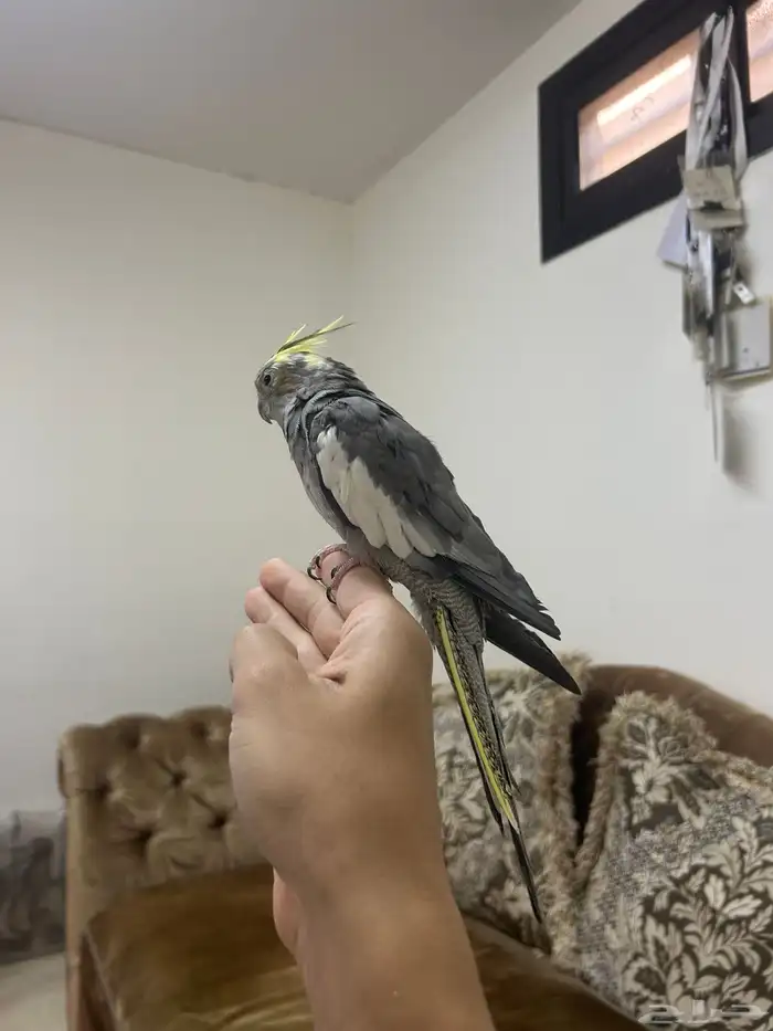 كروانات اليفه 4