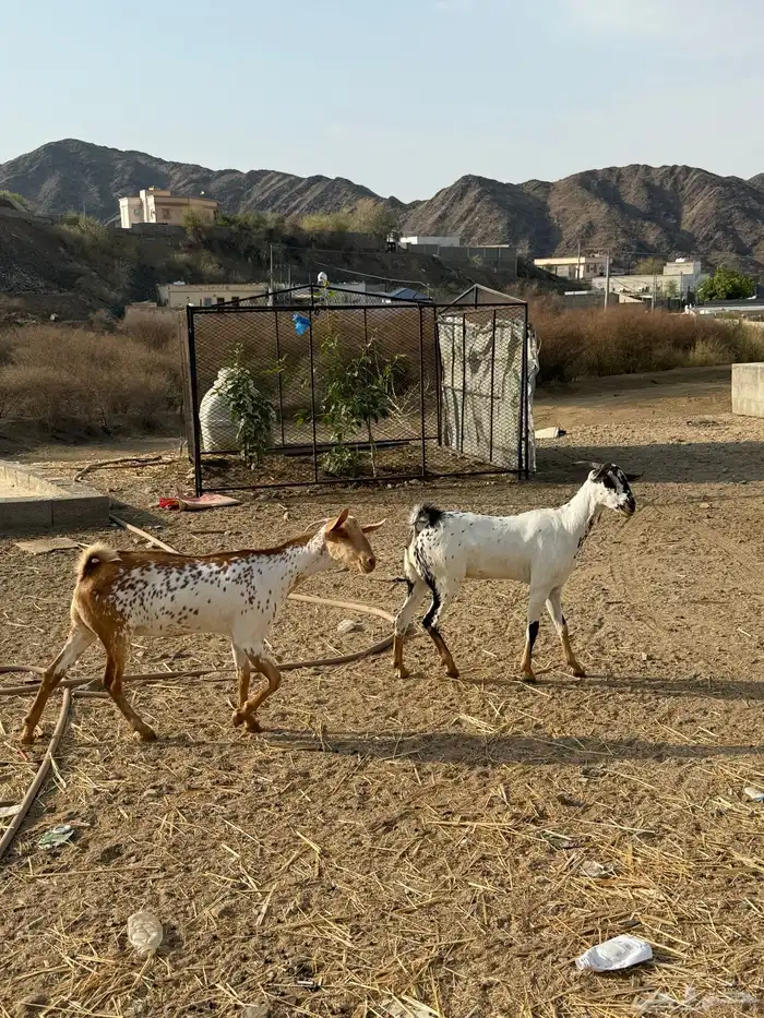 تم البيع 1