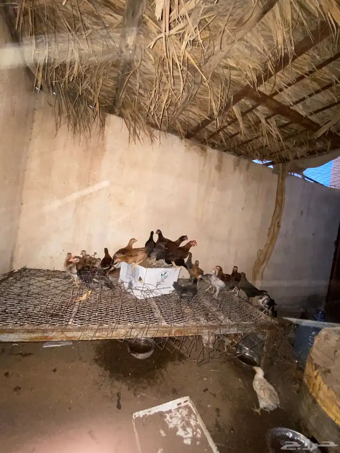 للبيع دجاج 2