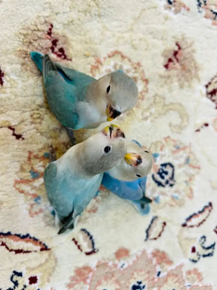 فروخ روز مفطومه هدد نشبه((تم البيع)) 0