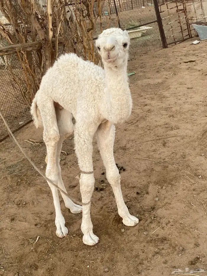 حوار اوضح للبيع 2