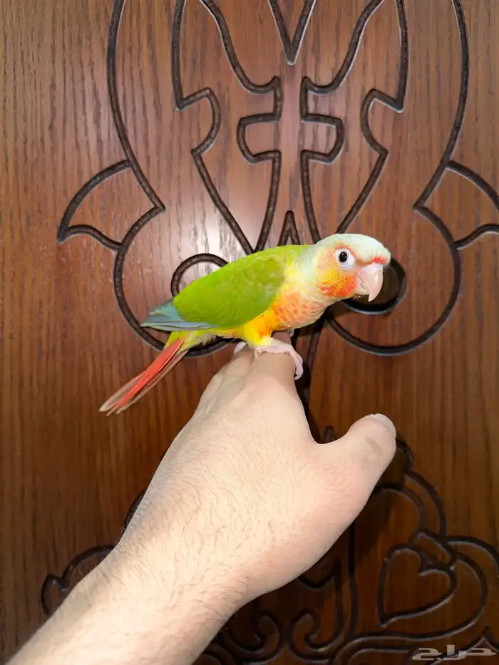 كنيور أناناس رد فاكتور أليف تم البيع 2