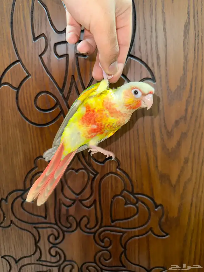 كنيور أناناس رد فاكتور أليف تم البيع 3