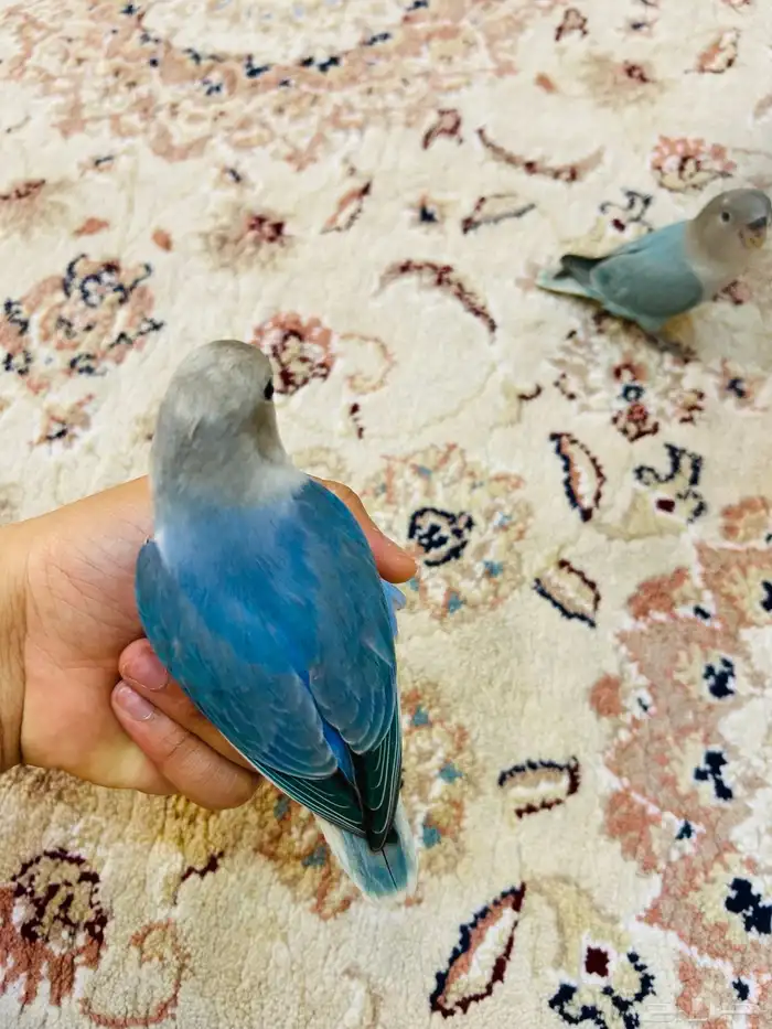 فروخ روز مفطومه هدد نشبه((تم البيع)) 4