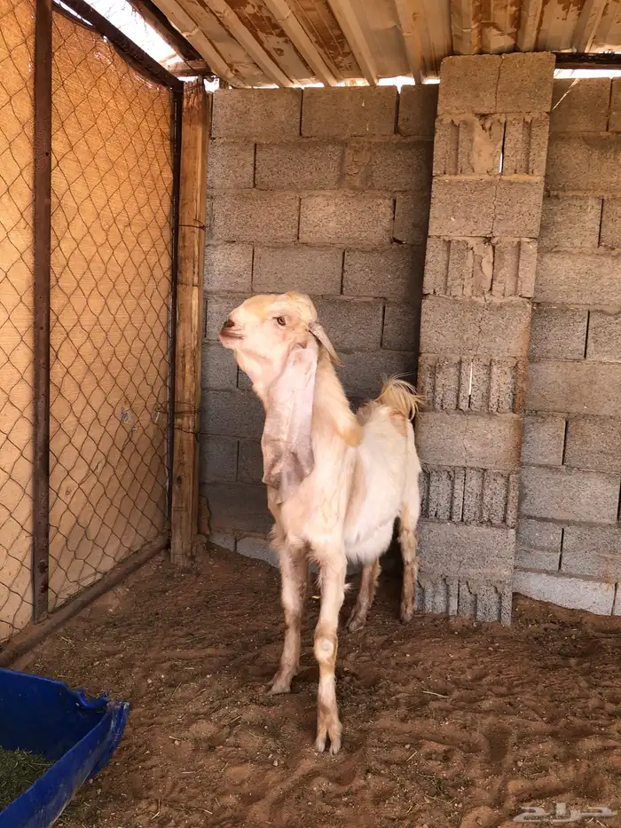 فحل للبيع 1