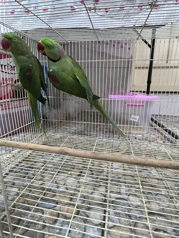 للبيع زوج دره نيبالي 2