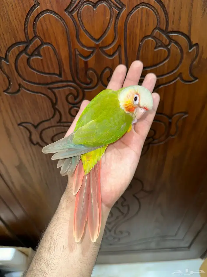 كنيور أناناس رد فاكتور أليف تم البيع 4