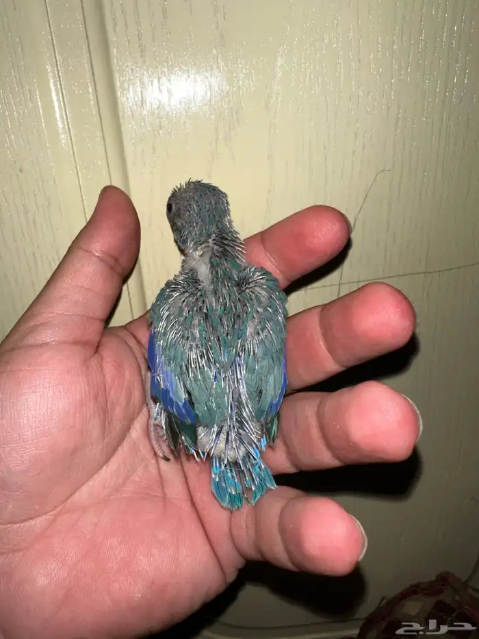 للبيع بارتويت فراخه اللون ازرق 0