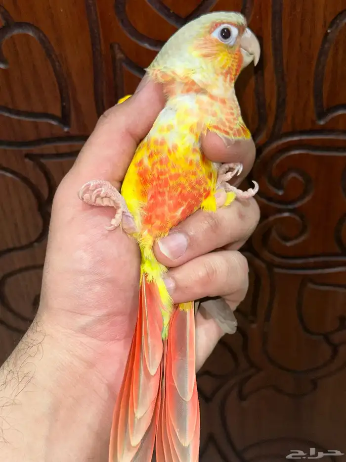 كنيور أناناس رد فاكتور أليف تم البيع 5