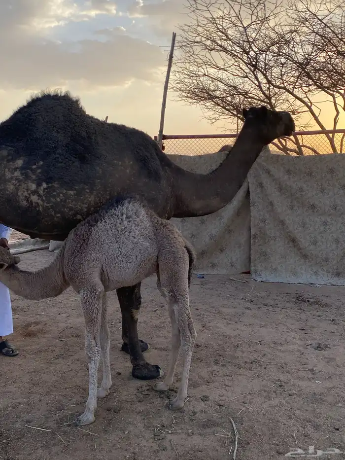 خلفه تحتها بكره الصحه فال مغلقة شحم وكلهانضيف 0