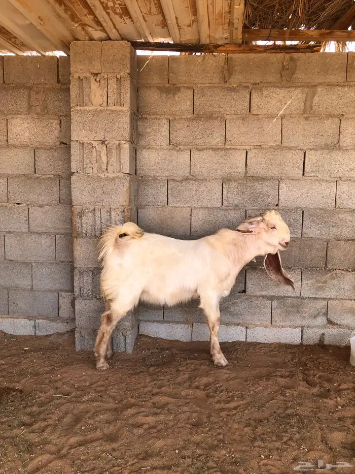 فحل للبيع 2
