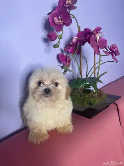 Maltese pure 1