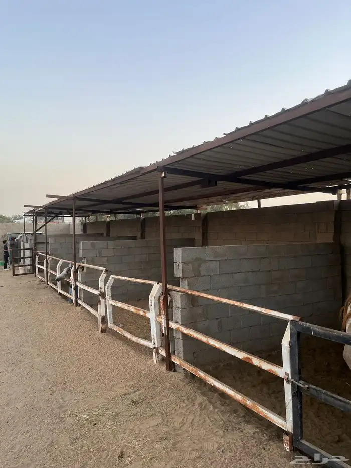 ايواء خيل 5