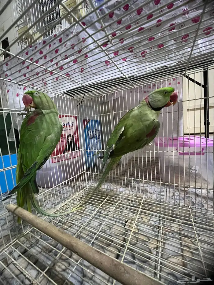 للبيع زوج دره نيبالي 1
