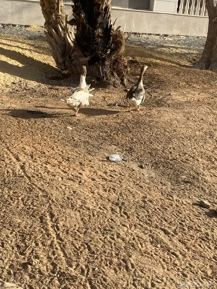 وز بلدي بياض 2