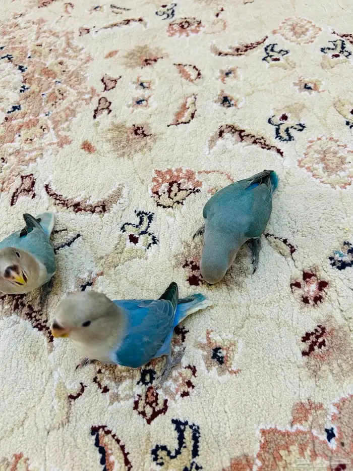 فروخ روز مفطومه هدد نشبه((تم البيع)) 6